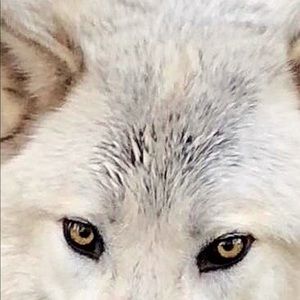 Meet your Posher, Nona